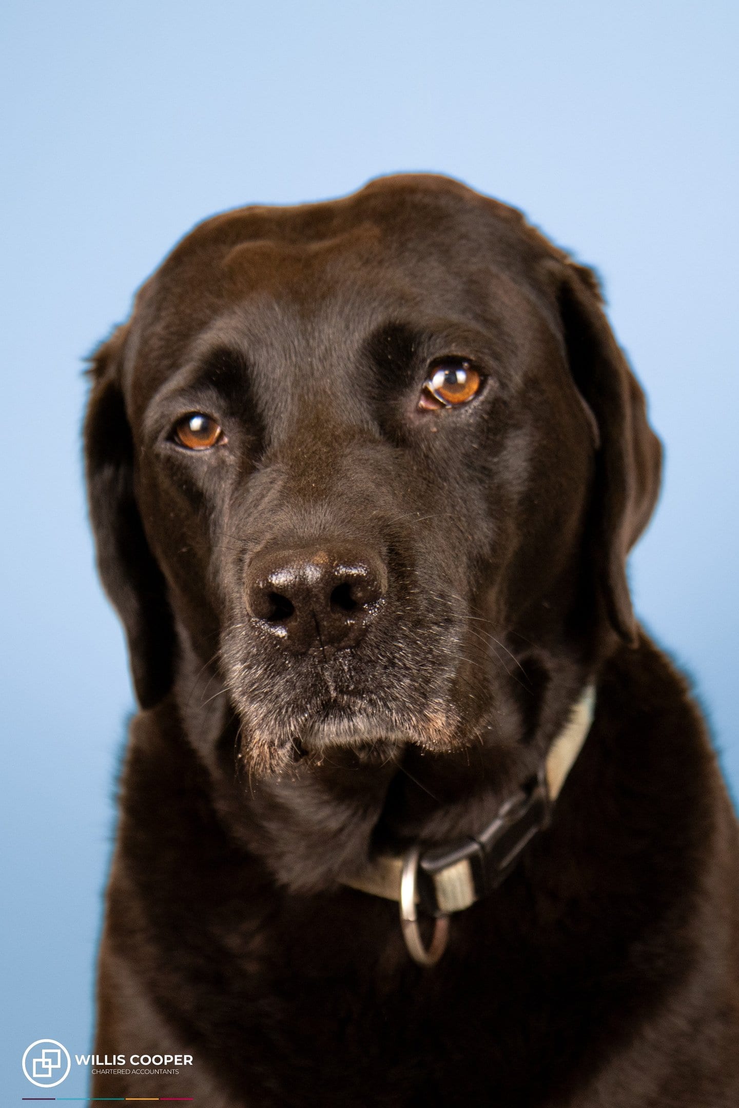 Echo, a Willis Cooper office dog