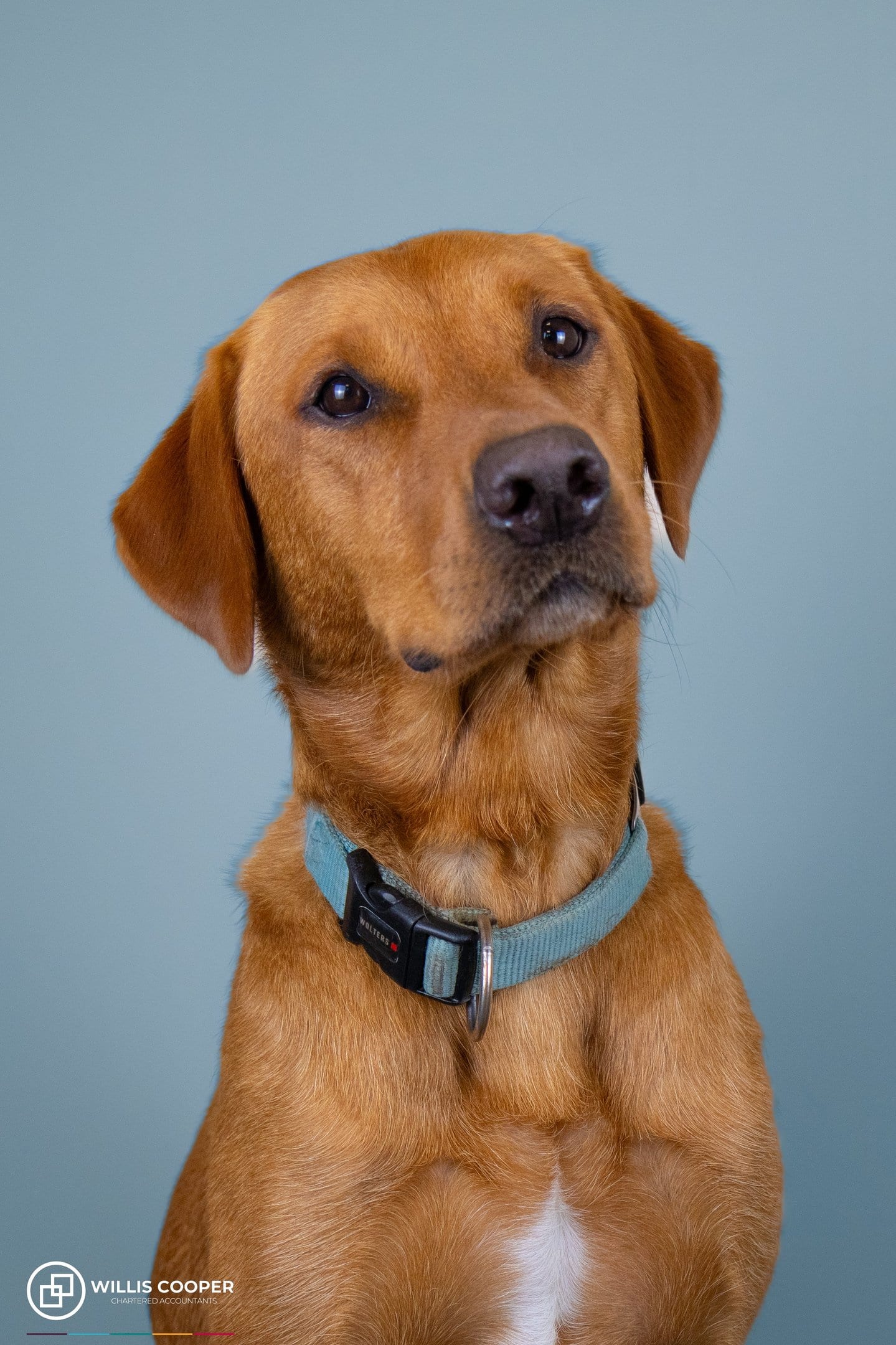 Kilo, a Willis Cooper office dog