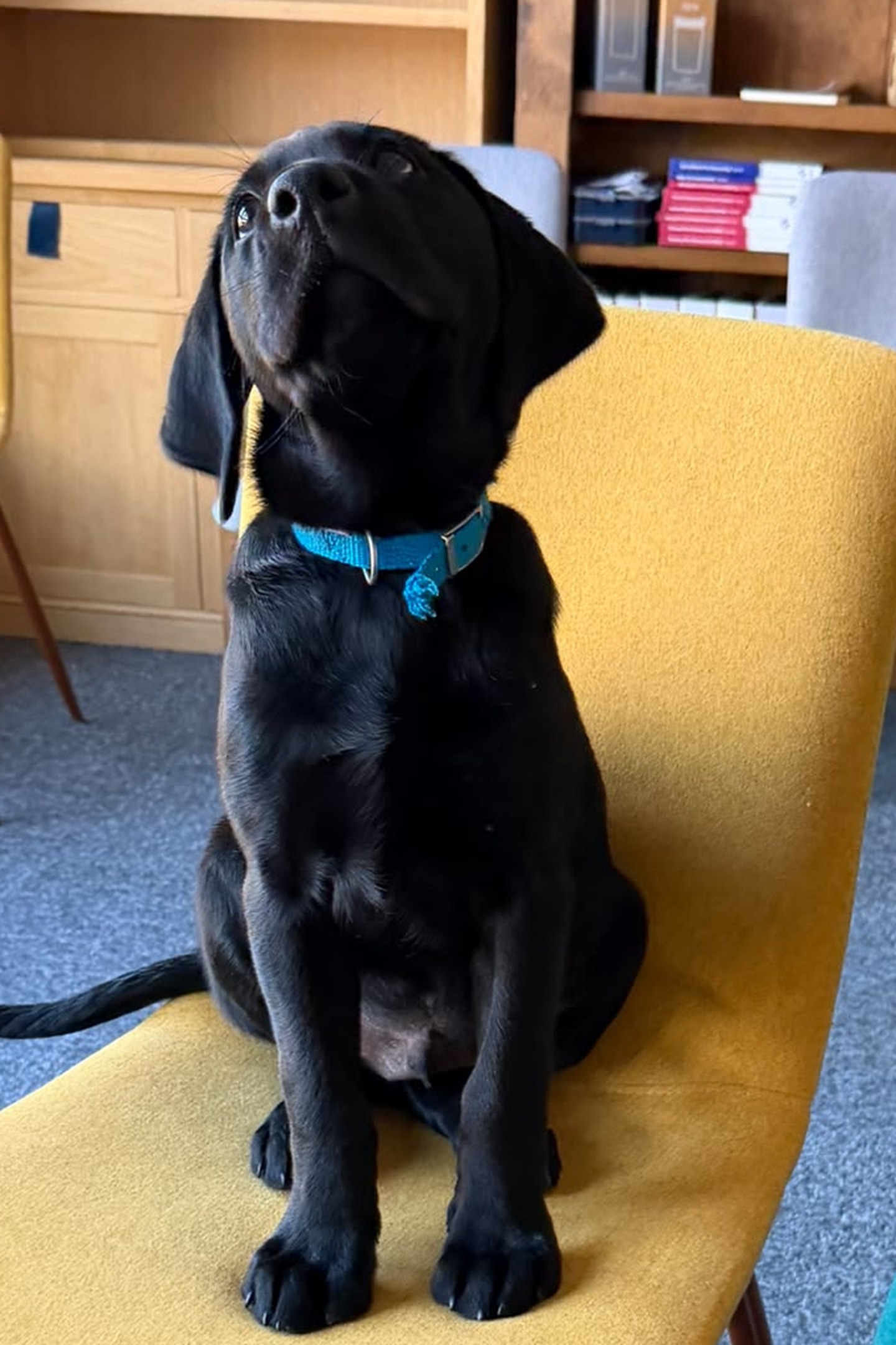 Zeus, a Willis Cooper office dog